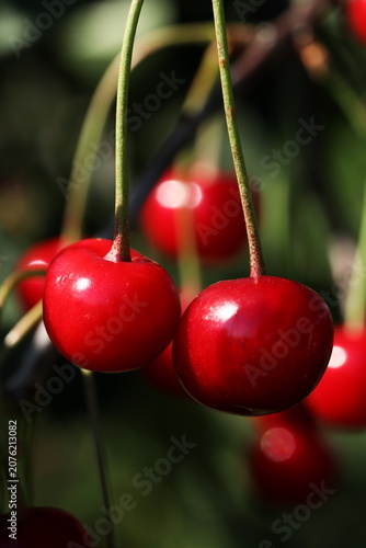 Close-up of ripe red cherries hanging on a tree branch in the garden