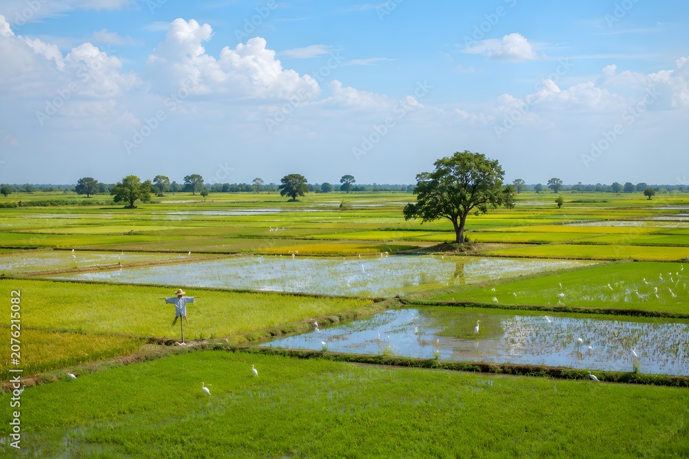 Naklejka premium Traditional Scarecrow Standing in Peaceful Thai Rice Fields