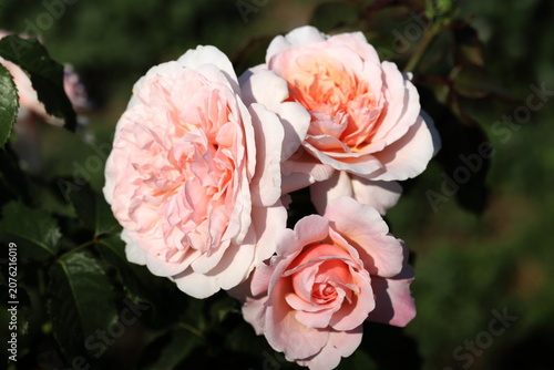Beautiful pale pink and peach english roses blooming in the garden
