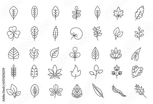 Leaf linear icon set. Collection of minimal outline leaf icons. Perfect design elements for natural, eco, vegan, organic and bio labels, logo and branding.