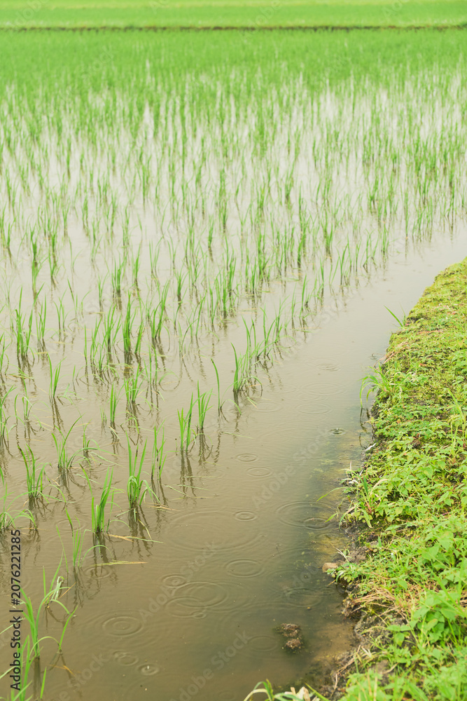 Obraz premium 田植え直後の水田に降る梅雨の雨