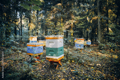 Bee Apiary in a Pine Forest