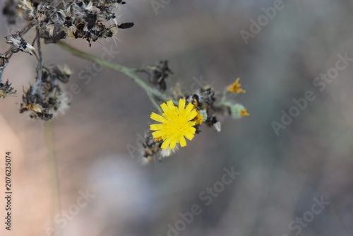 yellow little flowers in summer season closeup