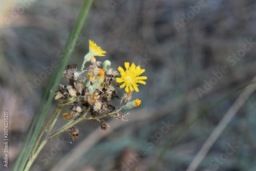 yellow little flowers in summer season closeup