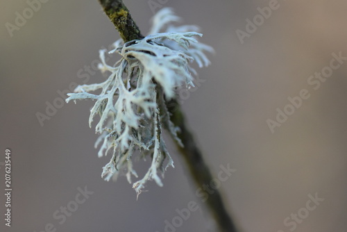 Green lichen on a branch of a tree in the forest