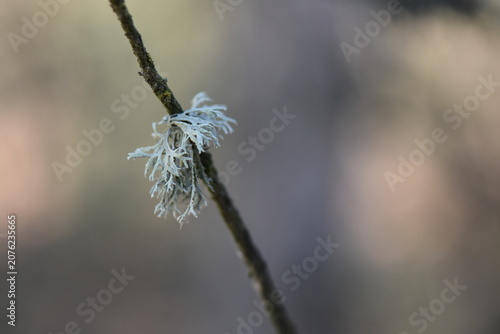 Green lichen on a branch of a tree in the forest