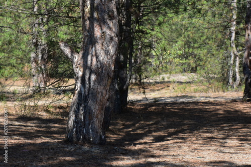 Pine tree in the forest at noon in summer