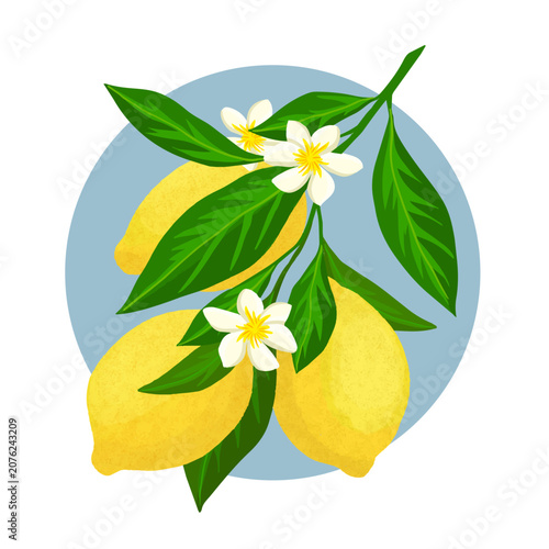 A cluster of vibrant yellow lemons hangs from a branch.