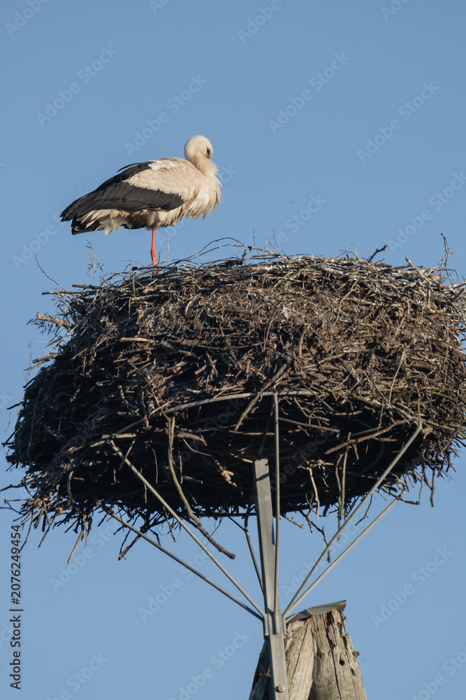 Fototapeta premium Stork in the nest on pole on blue sky background in sunny day