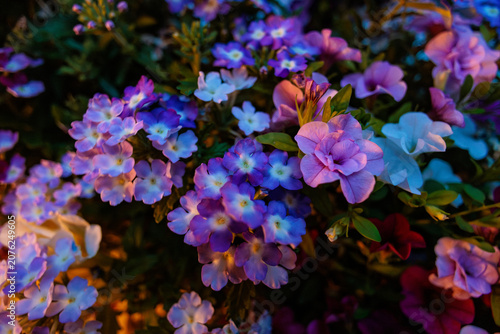 colourful flowers in the garden