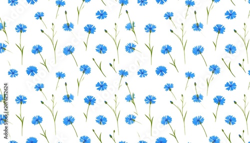 Seamless pattern with blue cornflowers on a white background