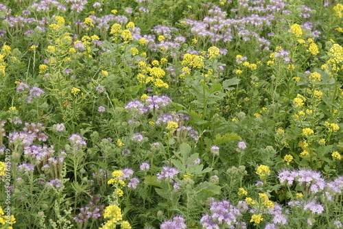 beautiful purple scorpionweed and yellow rapeseed in a field in the countryside in summer