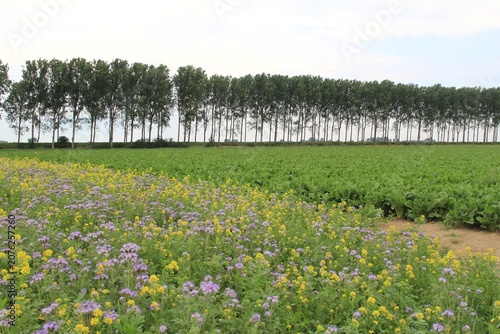 a beautiful rural landscape of a field with green crops and a field margin with yellow and violet wildflowers in front and a row of trees in the background