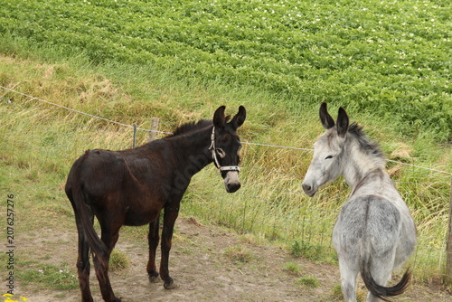 two donkeys, a black and a white animal, are standing in a meadow next to a field in the countryside closeup