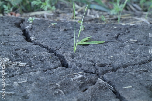 Small green sprout growing through a crack in dry soil concept of hope and life