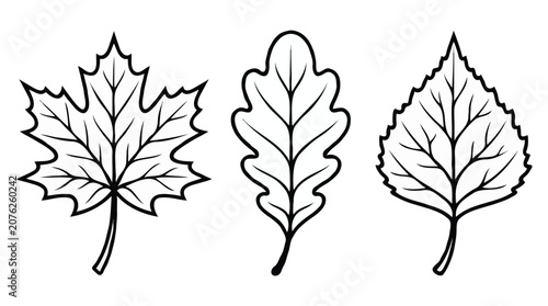 Three autumn leaves line art outline icon set maple oak birch