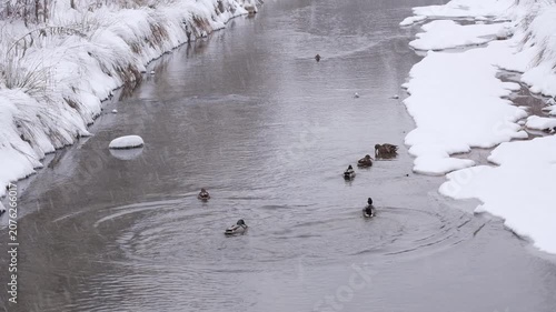 Flock of mallard ducks swimming in a flowing river during winter snowfall. Commercial seasonal nature background with copy space for wildlife, travel, environmental, or sustainability concepts