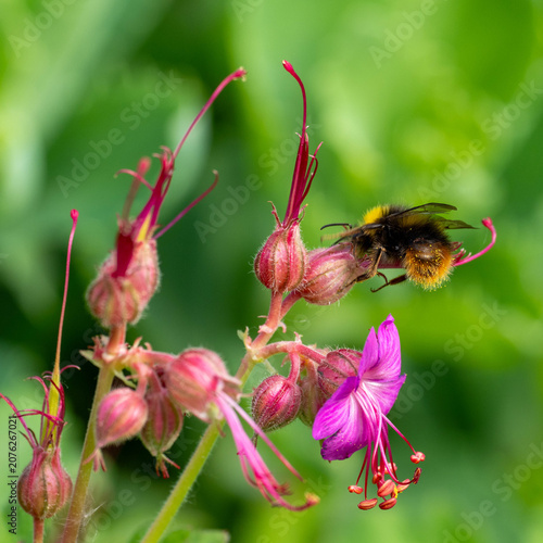 bumblebee in search of pollen