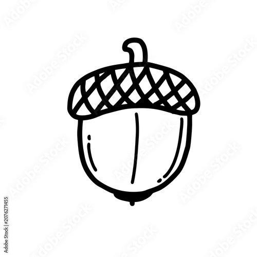 hand drawn vector illustration of a acorn