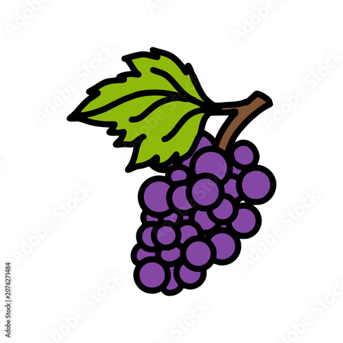 bunch of grapes with leaves vector illustration