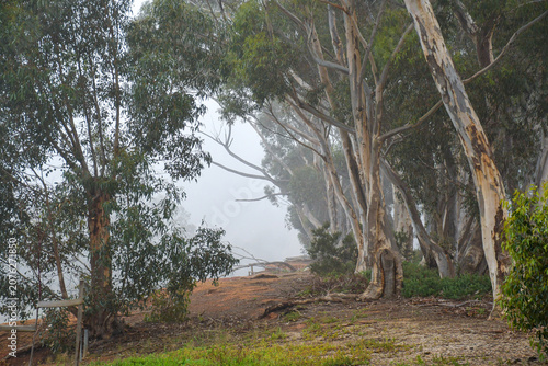 Foto eucalyptus trees in morning fog in australian bushland on the banks of the werri