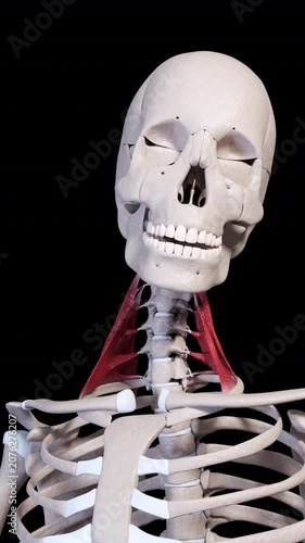 Scalene Muscle Movement Front View Vertical Video