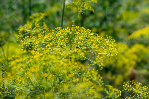 Принти на полотні Blooming dill in a summer herb garden