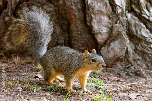 wiewiórka lisia (Sciurus niger)