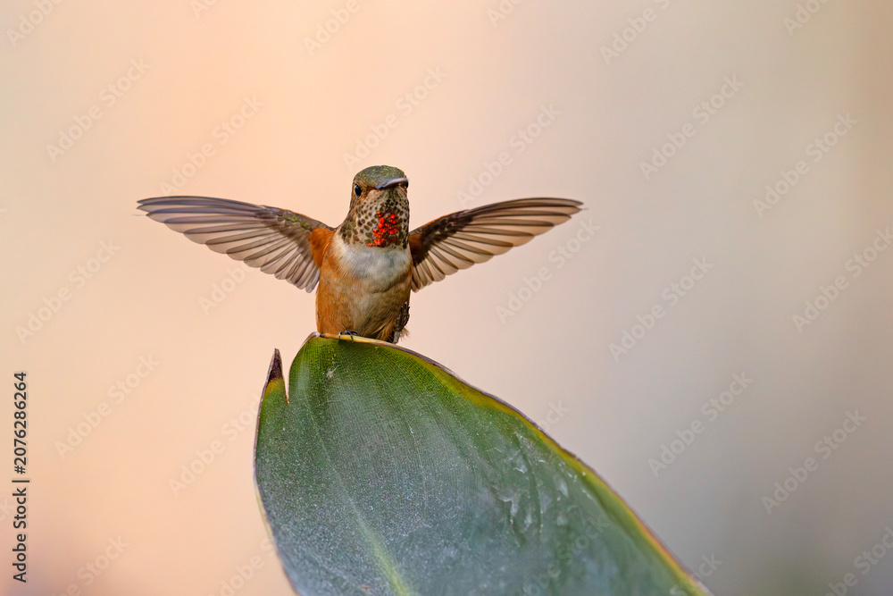Fototapeta premium rudaczek kalifornijski (Selasphorus sasin)