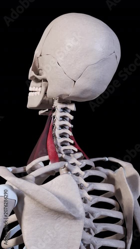 Scalene Posterior Muscle Movement Vertical Video