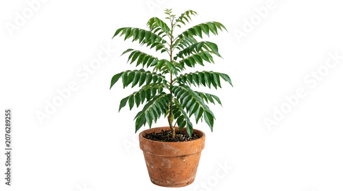 Fresh curry leaf plant in terracotta pot, aromatic Murraya koenigii herb for culinary cooking, organic potted curry tree with green foliage isolated PNG with Transparent Background