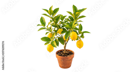 Potted lemon tree with ripe yellow fruit, indoor citrus plant in terracotta clay pot, organic home gardening and Mediterranean decor isolated PNG with Transparent Background
