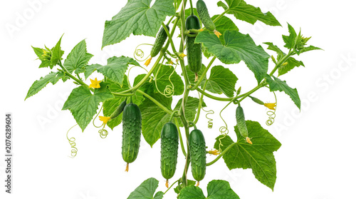 Fresh green cucumbers growing on vine, organic cucumber plant with yellow flowers and lush leaves, ripe garden vegetables on climbing stems isolated PNG with Transparent Background