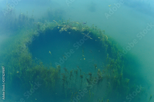 Green algae in the depths of the water