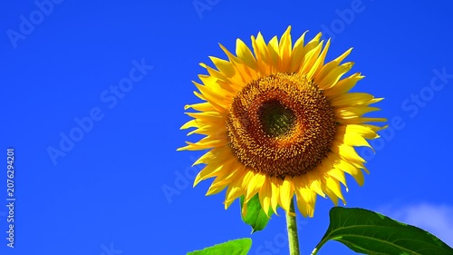 夏の青空に満開のひまわりの花