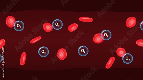 Red blood cell oxygen transport animation inside blood vessel illustrating oxygen circulation respiratory system and human bloodstream