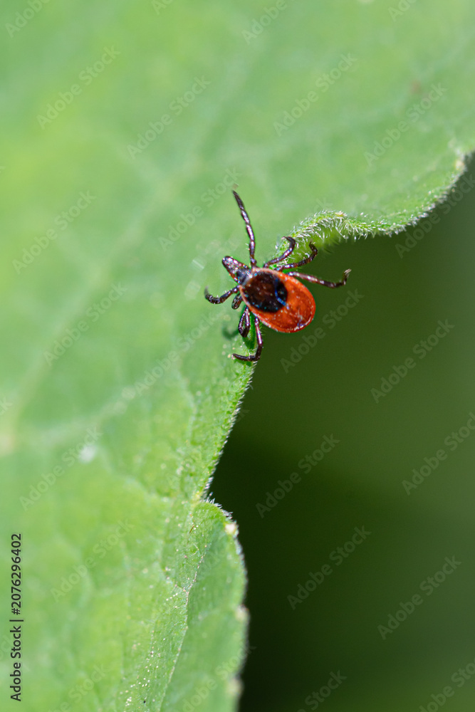 Fototapeta premium Tick on edge of green leaf searching for host, dangerous vector of Lyme disease, tick borne encephalitis and other tick borne infections