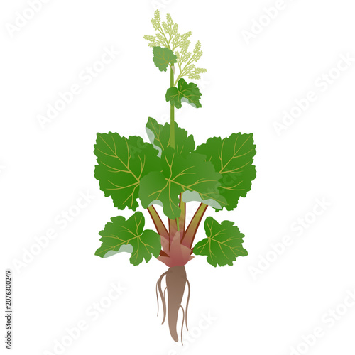 Rhubarb plant with flowers and root on a white background..eps