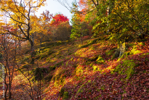 日本の風景・秋　京都　嵯峨嵐山　世界遺産　紅葉の天龍寺　曹源池庭園