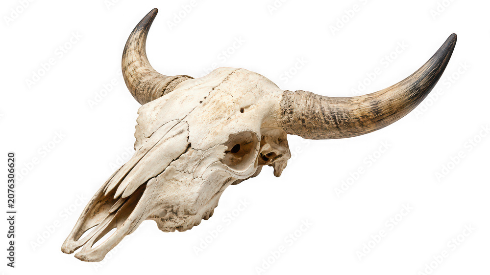 Fototapeta premium Animal skull of a bull with large horns isolated on transparent background