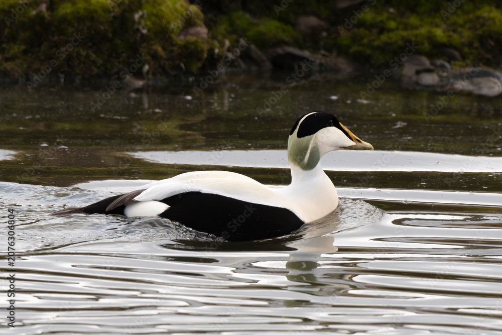 Fototapeta premium Eider à duvet,
