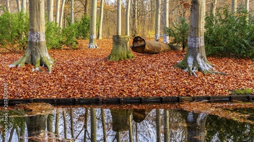 Protection against beaver damage, with whitish paint containing quartz sand, painted trees in the Berlin Tiergarten in Mitte, Berlin, Germany