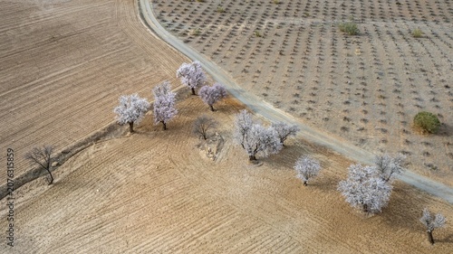 Aerial view, blossoming almond trees, plantation, Andalusia, Spain