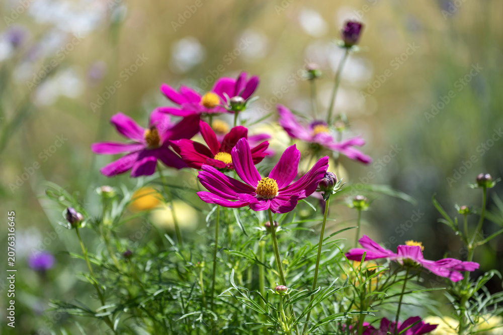 Obraz premium Cosmos au printemps