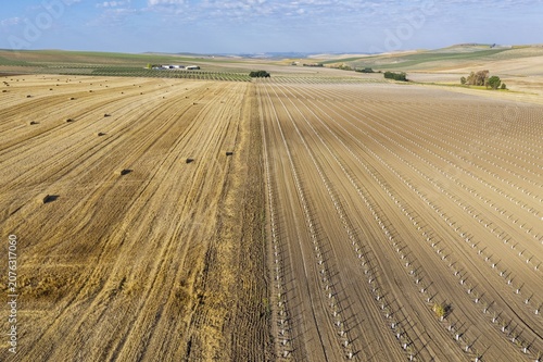 Bales of straw in cornfield after wheat harvest and cultivated young olive trees (Olea europaea), aerial view, drone shot, Córdoba province, Andalusia, Spain