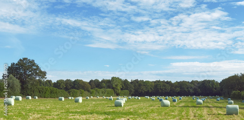 Feld mit zahlreichen Heuballen