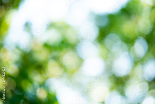 Photos Fresh green foliage creating a soft bokeh effect