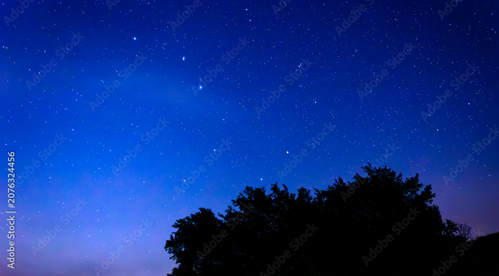 Fototapeta premium A brilliant starry night sky shines brightly above the dark silhouette of trees.