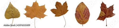 Canvastavla Flat lay composition of dry autumn leaves with textured details for fall designs