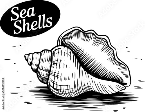 Fotografie A hand-drawn black and white of a conch sea shell with the text sea shells in an